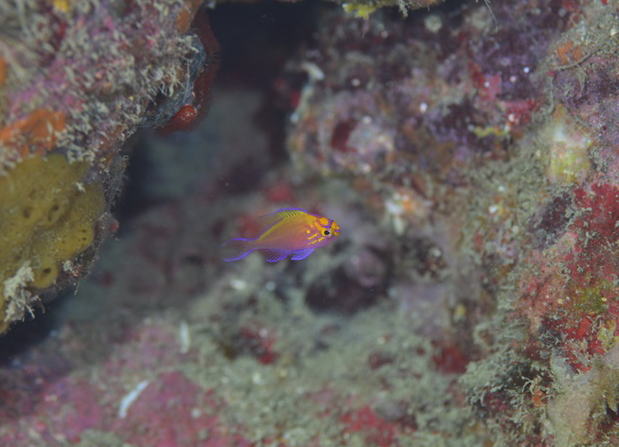 �n�i�S���x����