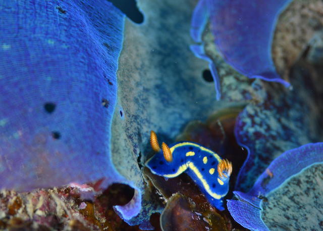 �A�I�E�~�E�V